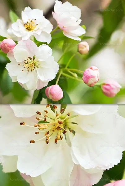 عکس شکوفه گیلاس در ایران