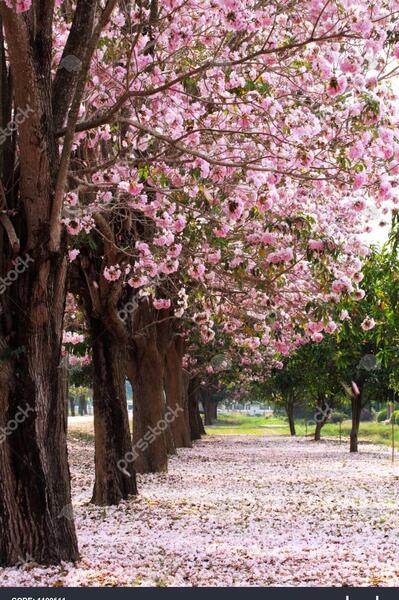 عکس شکوفه گیلاس در ایران