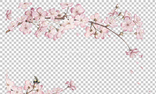 عکس درخت شکوفه گیلاس
