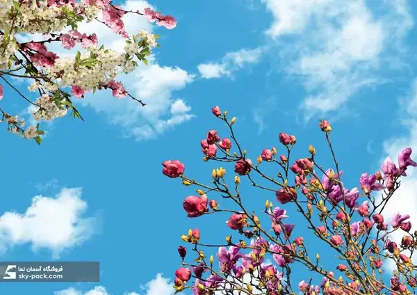 عکس درخت شکوفه گیلاس
