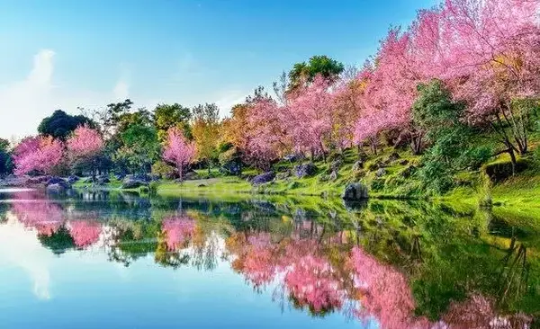 عکس درخت شکوفه گیلاس