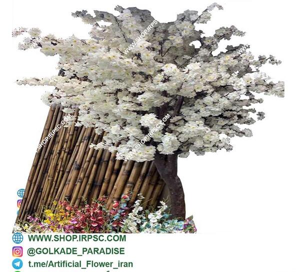 عکس درخت شکوفه گیلاس
