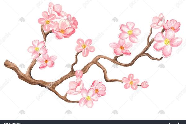 عکس گل شکوفه گیلاس