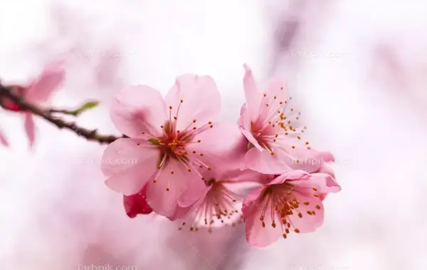 عکس گل شکوفه گیلاس
