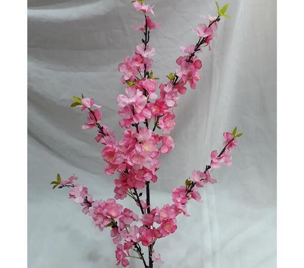 عکس گل شکوفه گیلاس