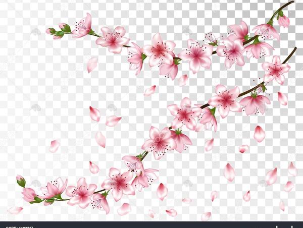 عکس گل شکوفه گیلاس