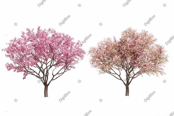 عکس شکوفه بهاری کارتونی