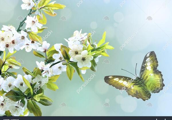 عکس شکوفه بهاری کارتونی