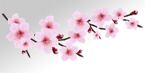 عکس شکوفه بهاری کارتونی