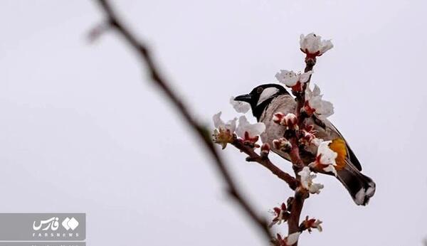 عکس قلب شکوفه زده
