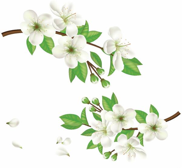 عکس قلب شکوفه زده