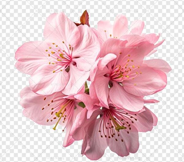 عکس قلب شکوفه زده