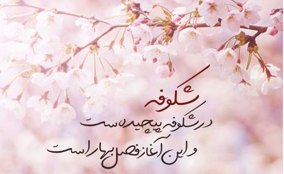 عکس قلب شکوفه زده