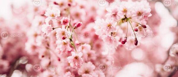 عکس شکوفه های قشنگ