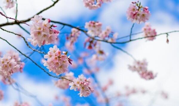 عکس شکوفه های قشنگ