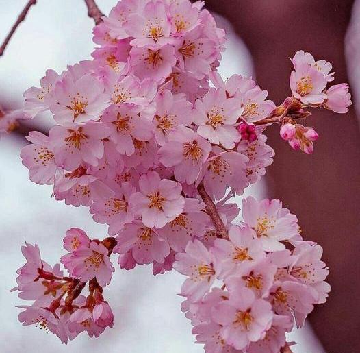 عکس شکوفه های قشنگ