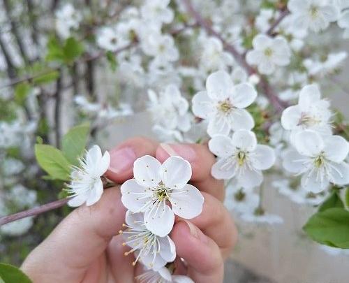 عکس شکوفه های قشنگ