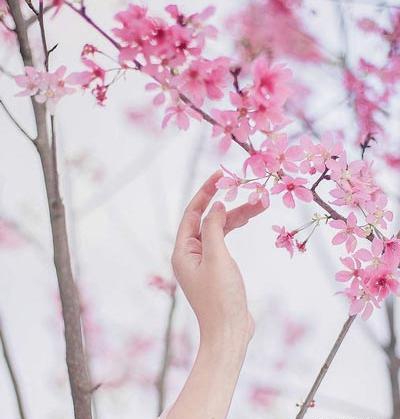 عکس فصل بهار و شکوفه