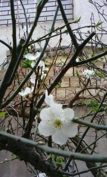 عکس فصل بهار و شکوفه