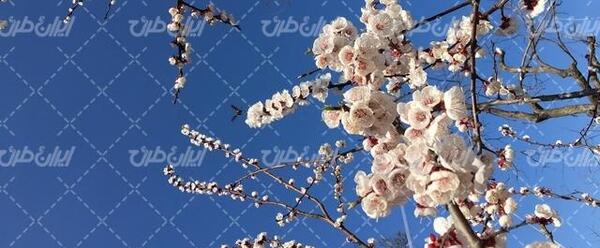 عکس فصل بهار و شکوفه