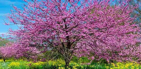 عکس فصل بهار و شکوفه