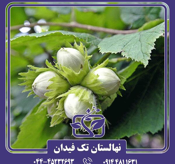 عکس شکوفه درخت فندق
