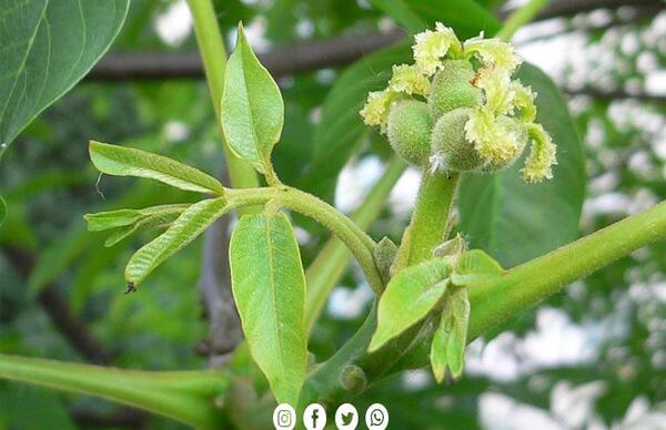 عکس شکوفه درخت فندق