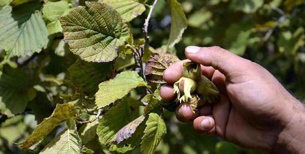 عکس شکوفه درخت فندق