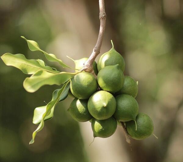 عکس شکوفه درخت فندق