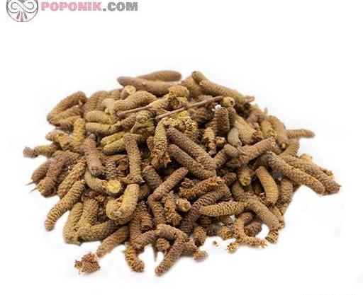 عکس شکوفه درخت فندق