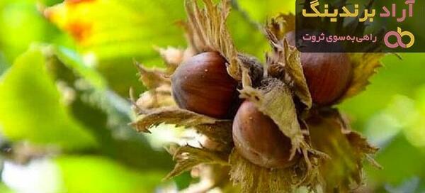 عکس شکوفه درخت فندق