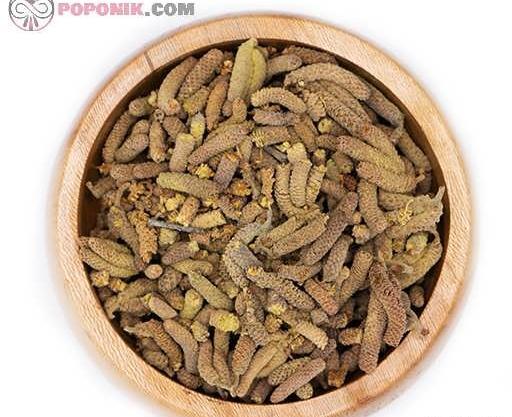 عکس شکوفه درخت فندق