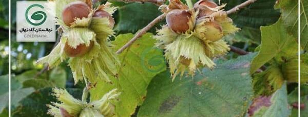 عکس شکوفه درخت فندق