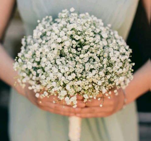 عکس گل شکوفه عروس