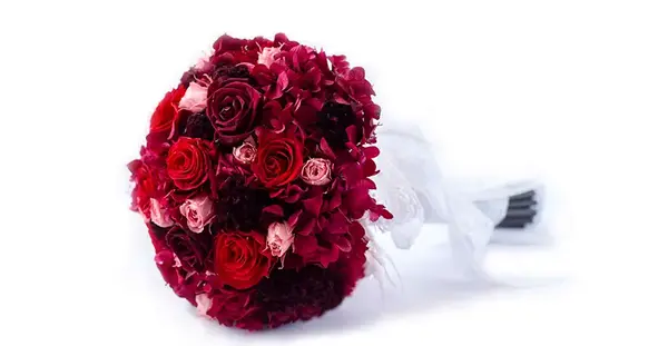 عکس گل شکوفه عروس