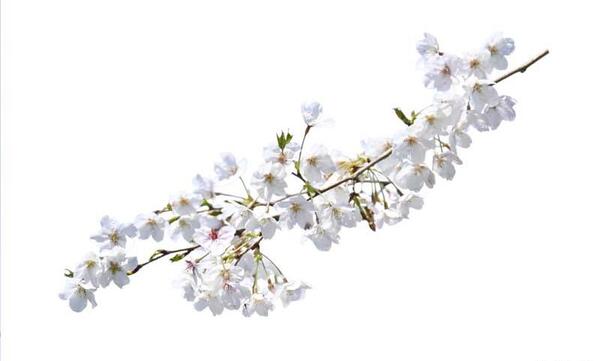 عکس درخت شکوفه دار طبیعی