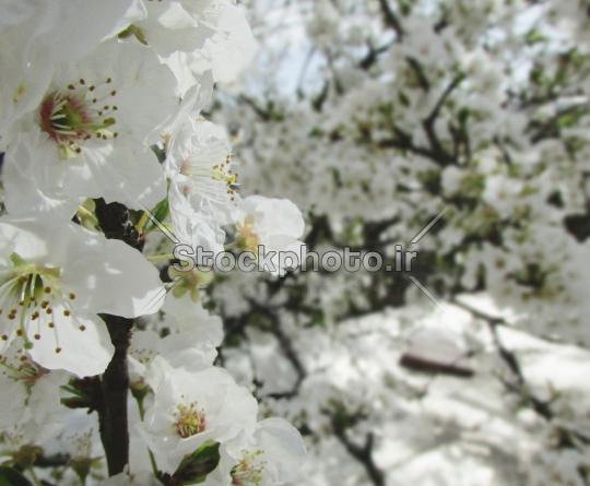 عکس درخت شکوفه دار طبیعی