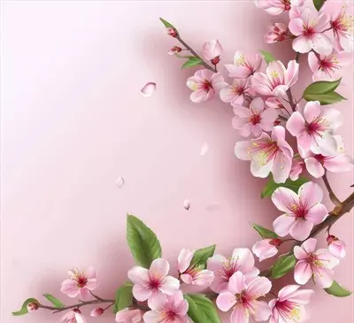 عکس درخت شکوفه صورتی