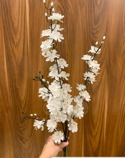 عکس شاخه شکوفه بهاری