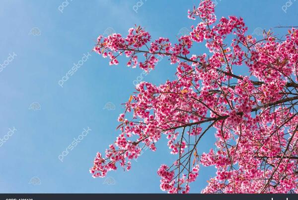عکس شاخه شکوفه بهاری