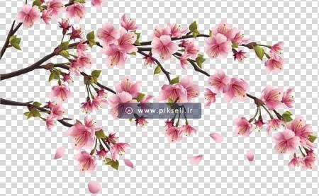 عکس شاخه شکوفه بهاری