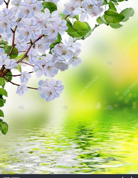 عکس شکوفه درخت شلیل
