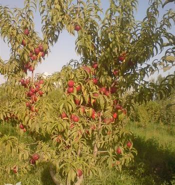عکس شکوفه درخت شلیل