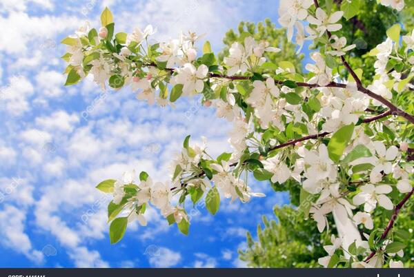 عکس شکوفه های سفید