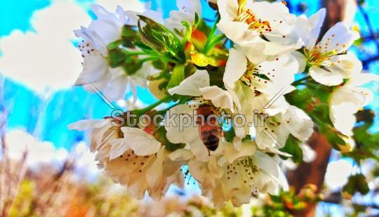 عکس شکوفه های سفید