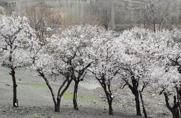 عکس شکوفه های سفید