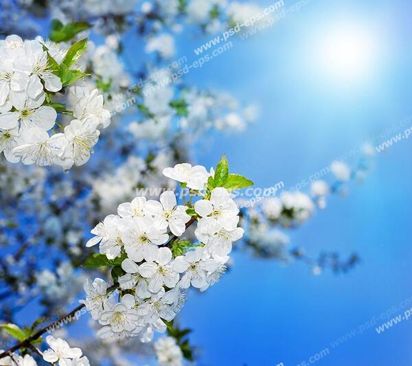 عکس شکوفه های سفید