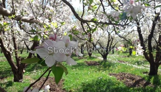 عکس شکوفه های سفید