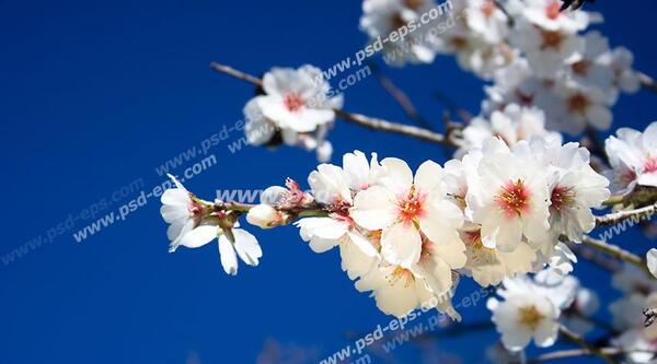 عکس شکوفه های سفید