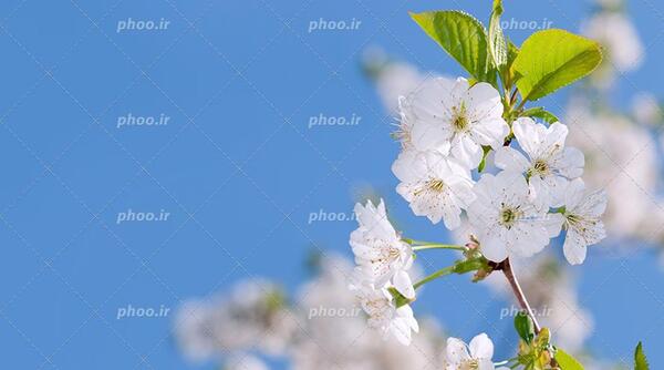 عکس شکوفه های سفید